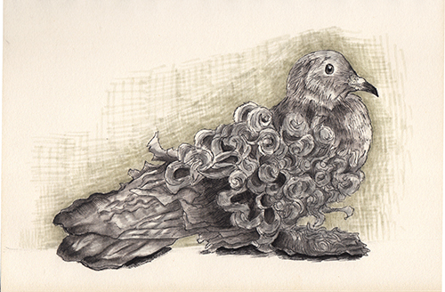 Frillback Pigeon drawing by Naomi. (Bird series)