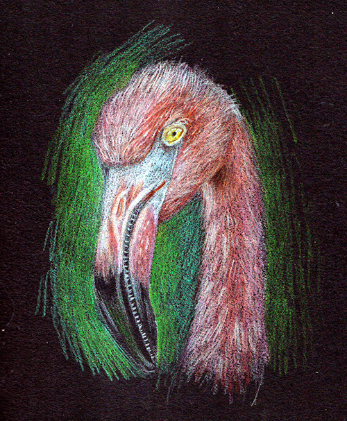 flamingo