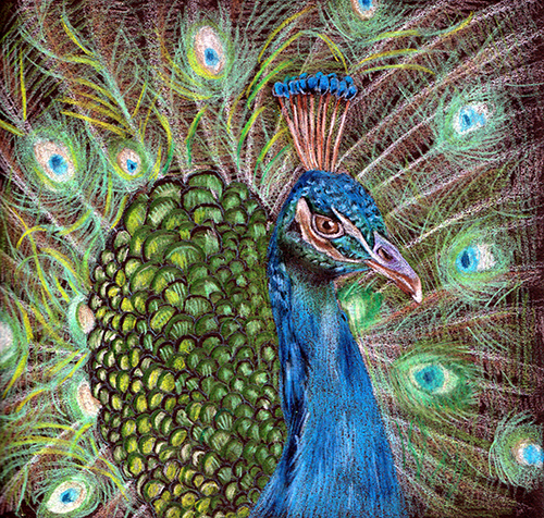 Peacock drawing by Naomi. (Bird series)